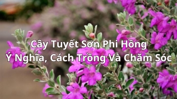 Cây Tuyết Sơn Phi Hồng - Ý Nghĩa, Cách Trồng Và Chăm Sóc